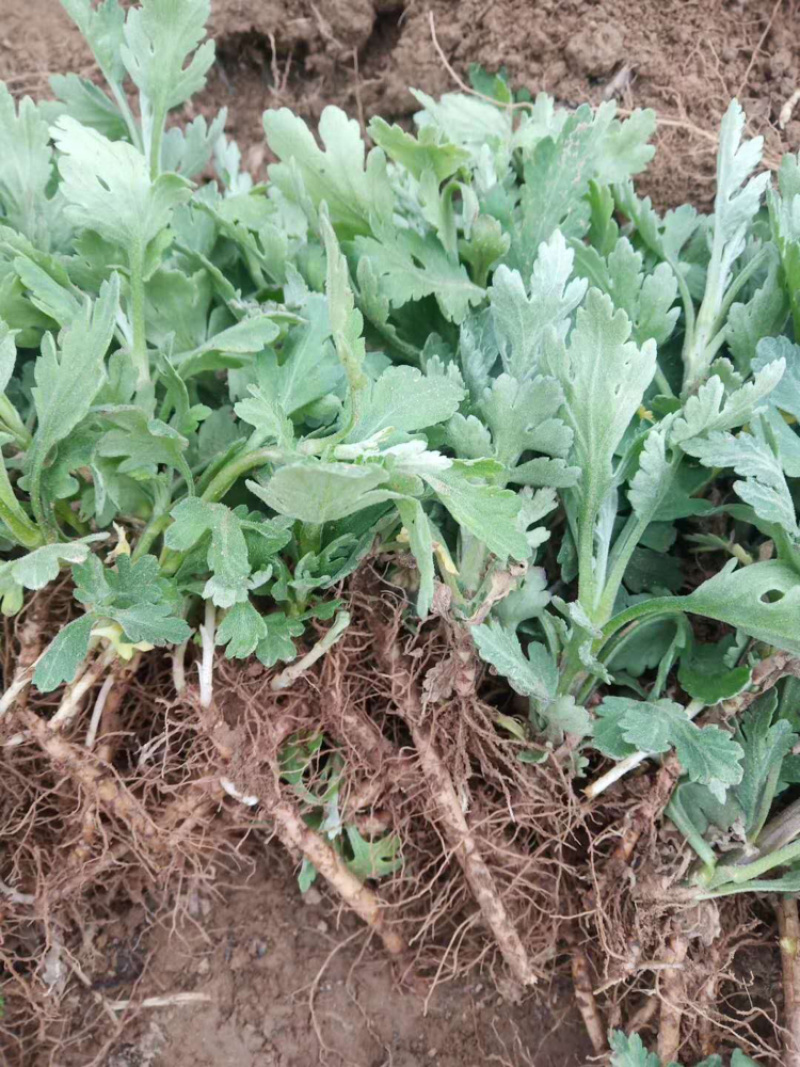 金丝皇菊苗子经营各种菊花苗全部基地鲜苗