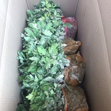 金丝皇菊苗子经营各种菊花苗全部基地鲜苗