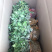 金丝皇菊苗子经营各种菊花苗全部基地鲜苗