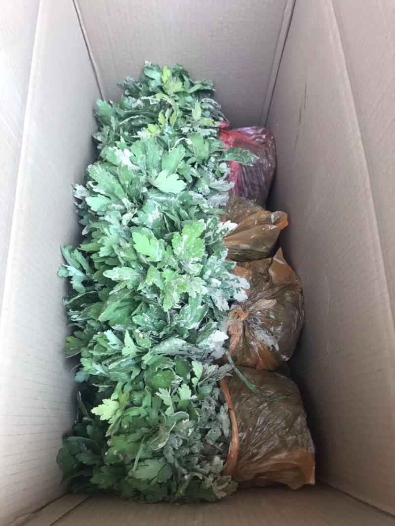 金丝皇菊苗子经营各种菊花苗全部基地鲜苗