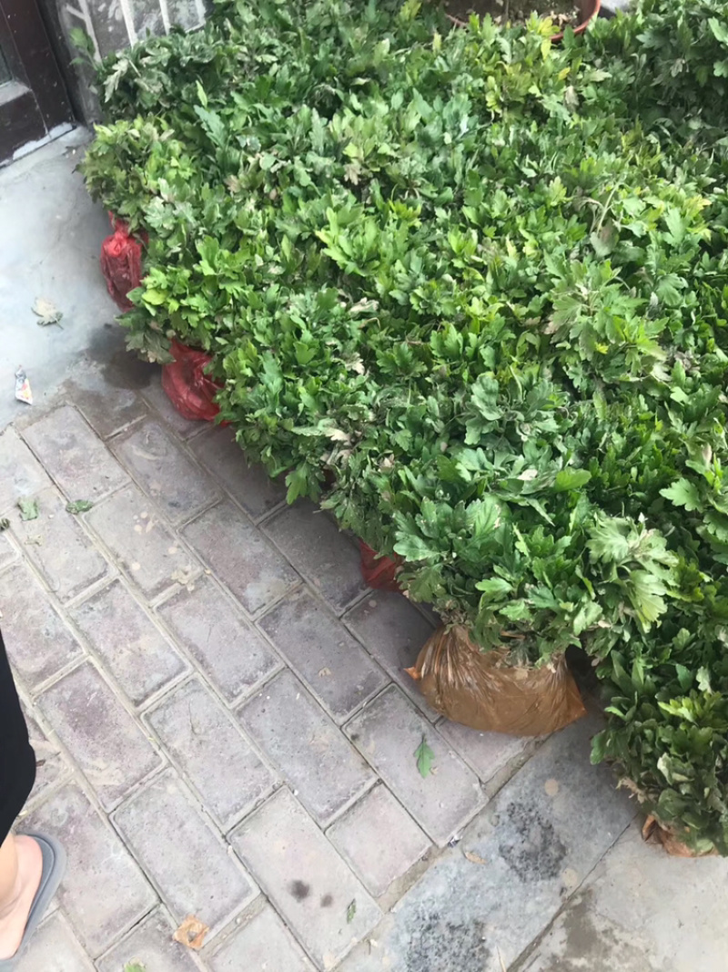 金丝皇菊苗子经营各种菊花苗全部基地鲜苗