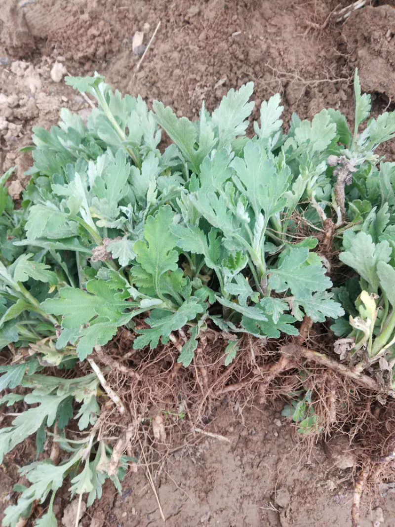 金丝皇菊苗子经营各种菊花苗全部基地鲜苗