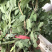 金丝皇菊苗子经营各种菊花苗全部基地鲜苗