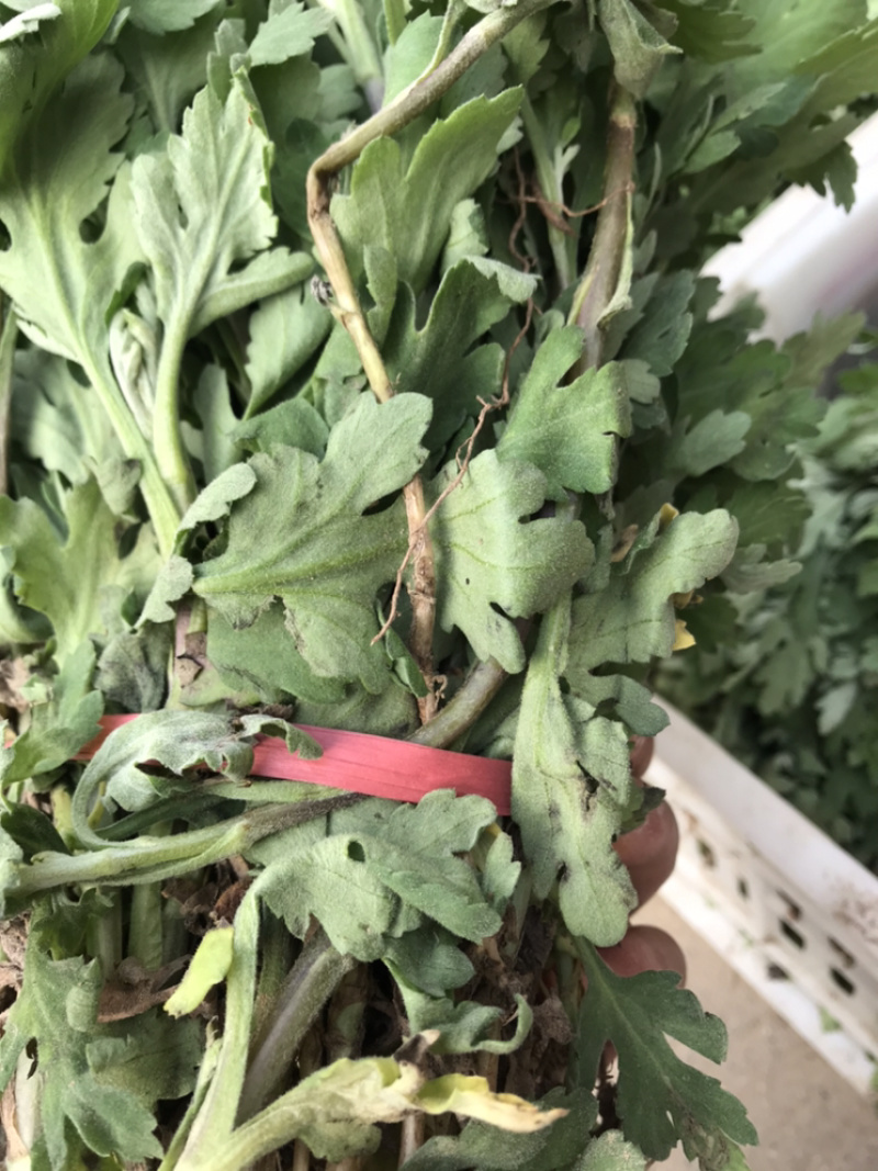 金丝皇菊苗子经营各种菊花苗全部基地鲜苗