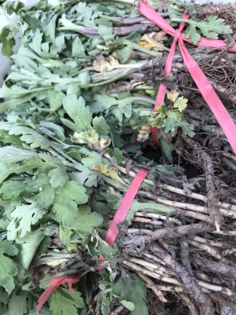 金丝皇菊苗子经营各种菊花苗全部基地鲜苗