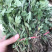 金丝皇菊苗子经营各种菊花苗全部基地鲜苗