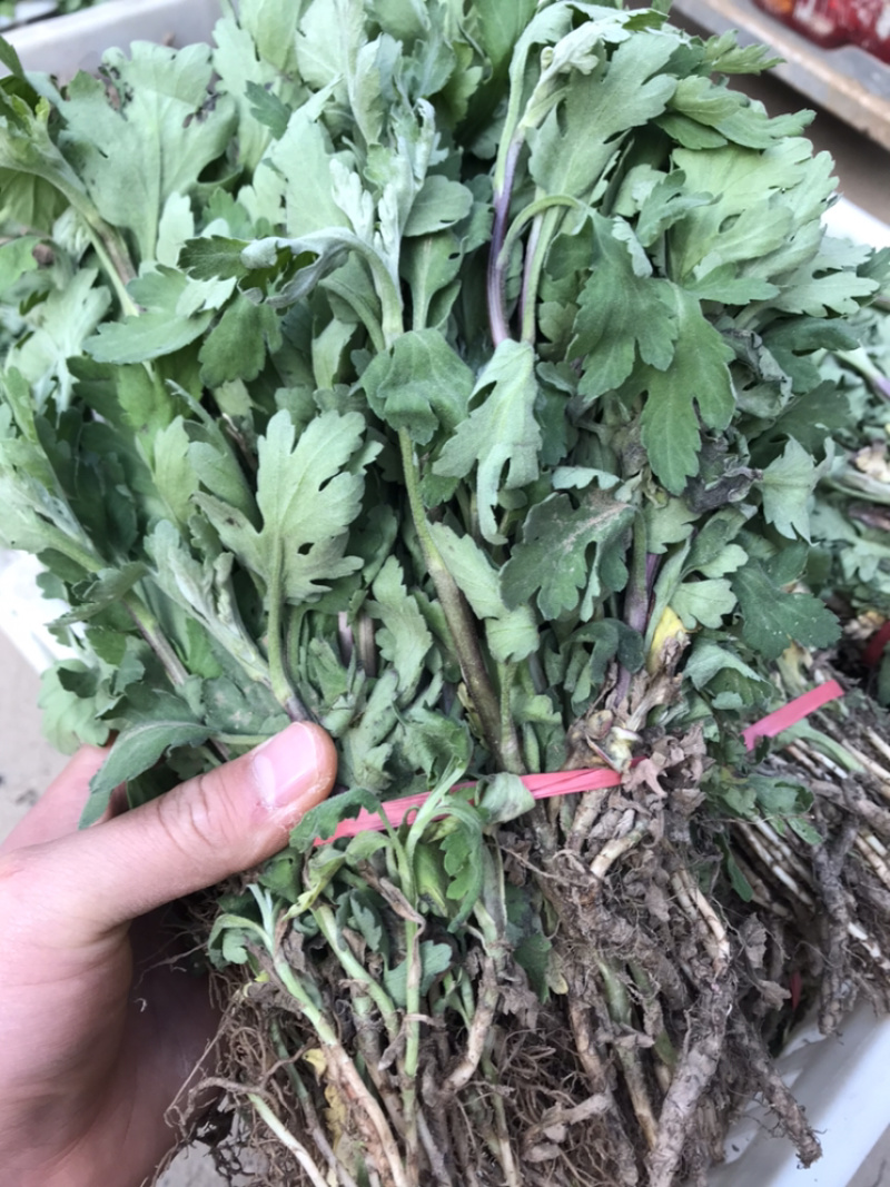 金丝皇菊苗子经营各种菊花苗全部基地鲜苗