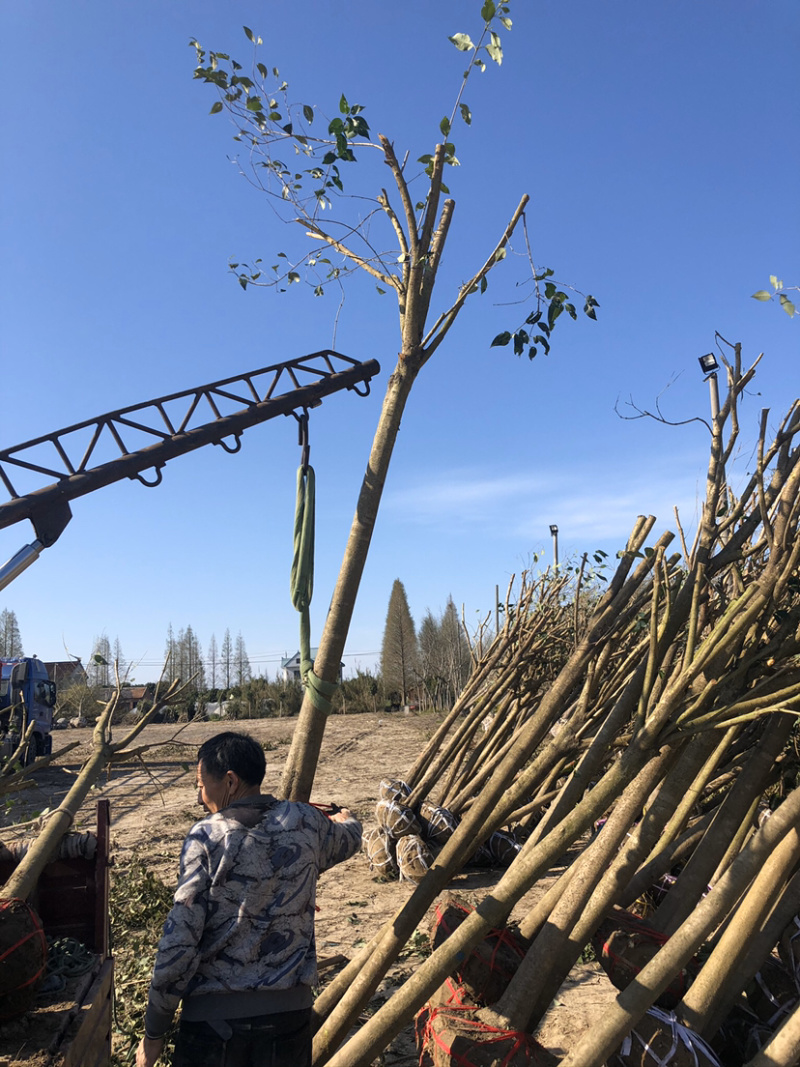 大叶女贞6-14公分清地处理，价格实惠，诚信经营！