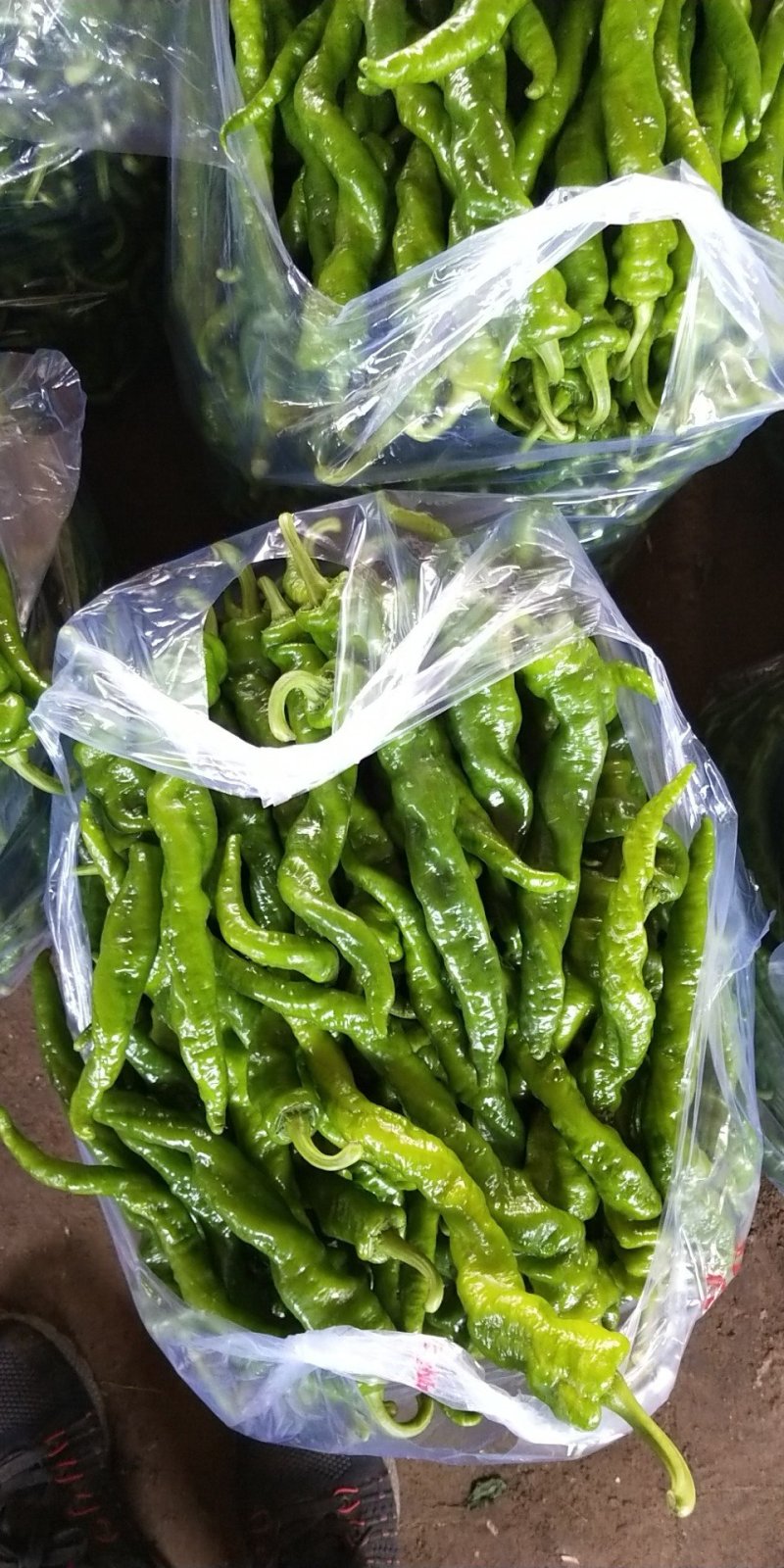 缧丝椒，鲜辣椒上市