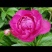 芍药花