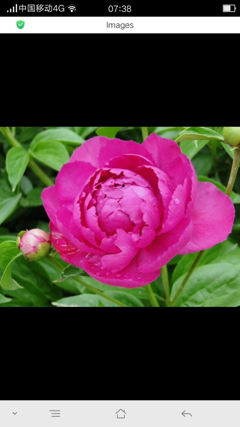 芍药花