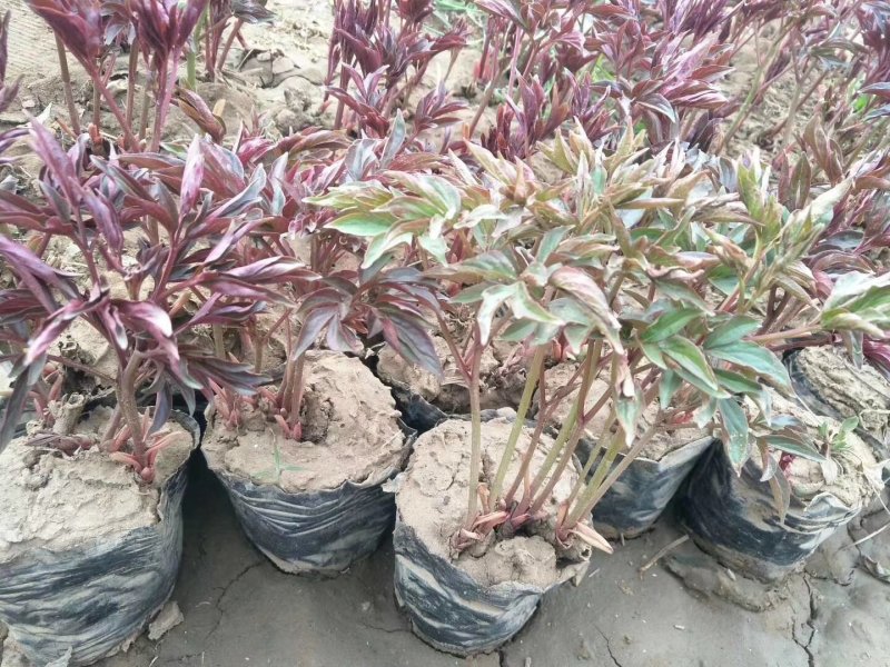 芍药花