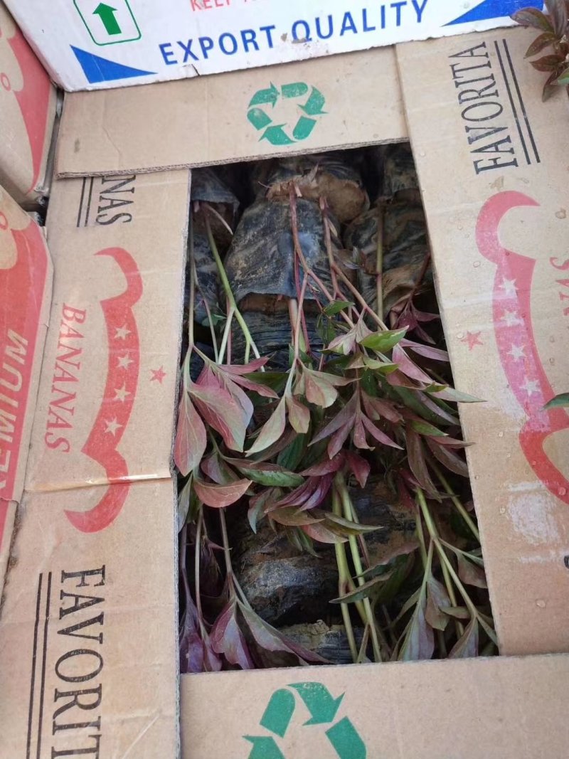 芍药花