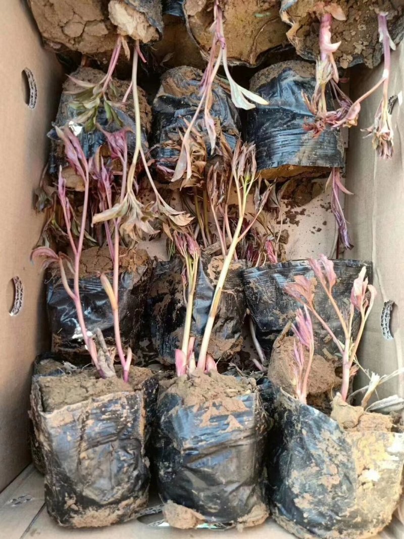 芍药花