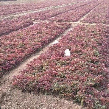 芍药花