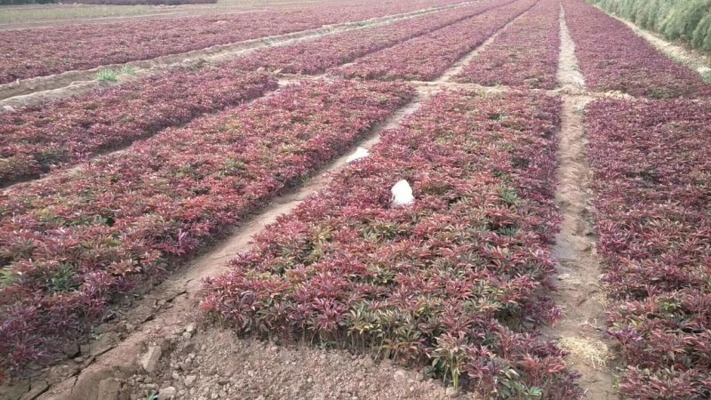 芍药花