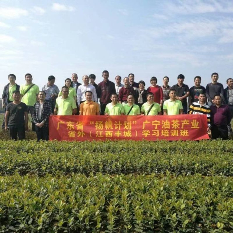 油茶苗高产嫁接油茶苗长林湘林软枝系列油茶苗白花中大果包邮