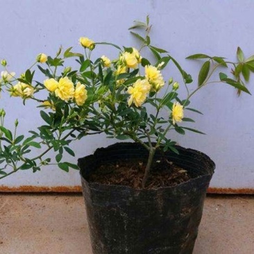 木香花苗红色白色黄色根系好成活率高一米到两米高规格齐全