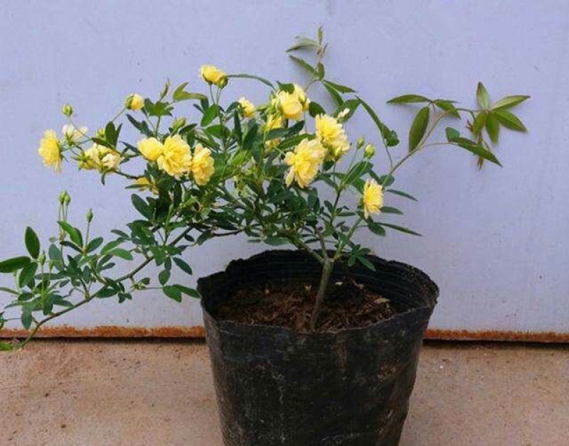 木香花苗红色白色黄色根系好成活率高一米到两米高规格齐全