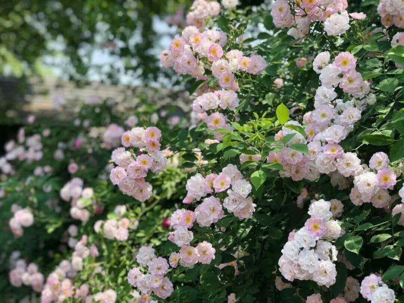 木香花苗红色白色黄色根系好成活率高一米到两米高规格齐全