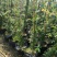 木香花苗红色白色黄色根系好成活率高一米到两米高规格齐全