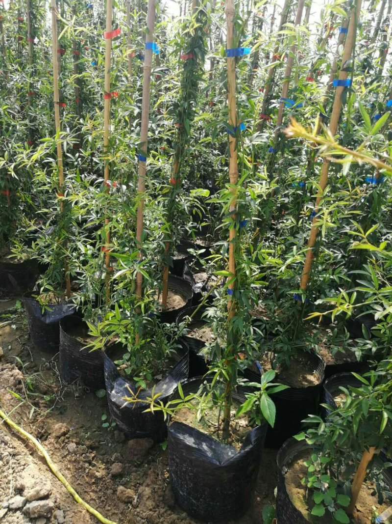 木香花苗红色白色黄色根系好成活率高一米到两米高规格齐全