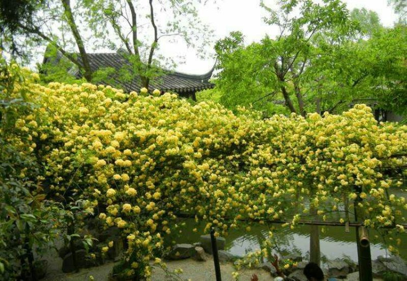 木香花苗红色白色黄色根系好成活率高一米到两米高规格齐全