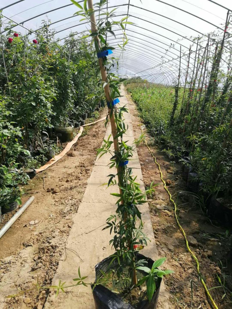 木香花苗红色白色黄色根系好成活率高一米到两米高规格齐全