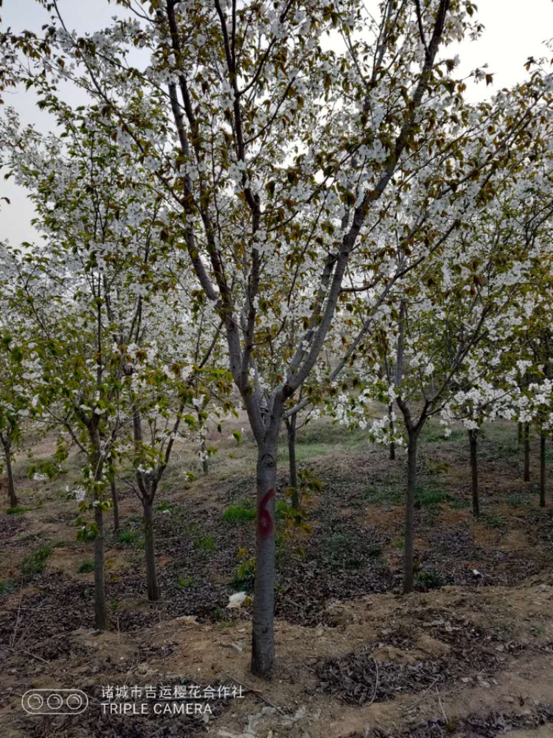 樱花早樱日本樱花晚樱量大质量好