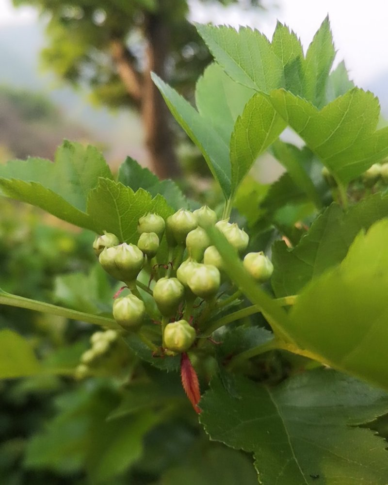 百年山楂树，自然长势奇特，枝繁叶茂，