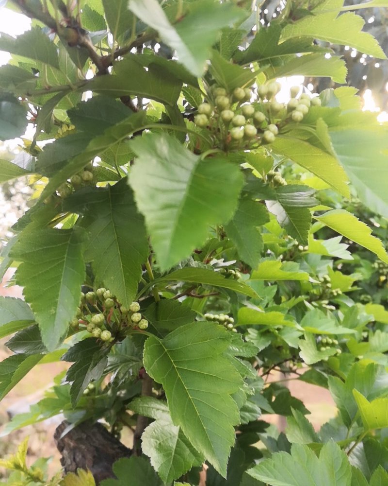 百年山楂树，自然长势奇特，枝繁叶茂，