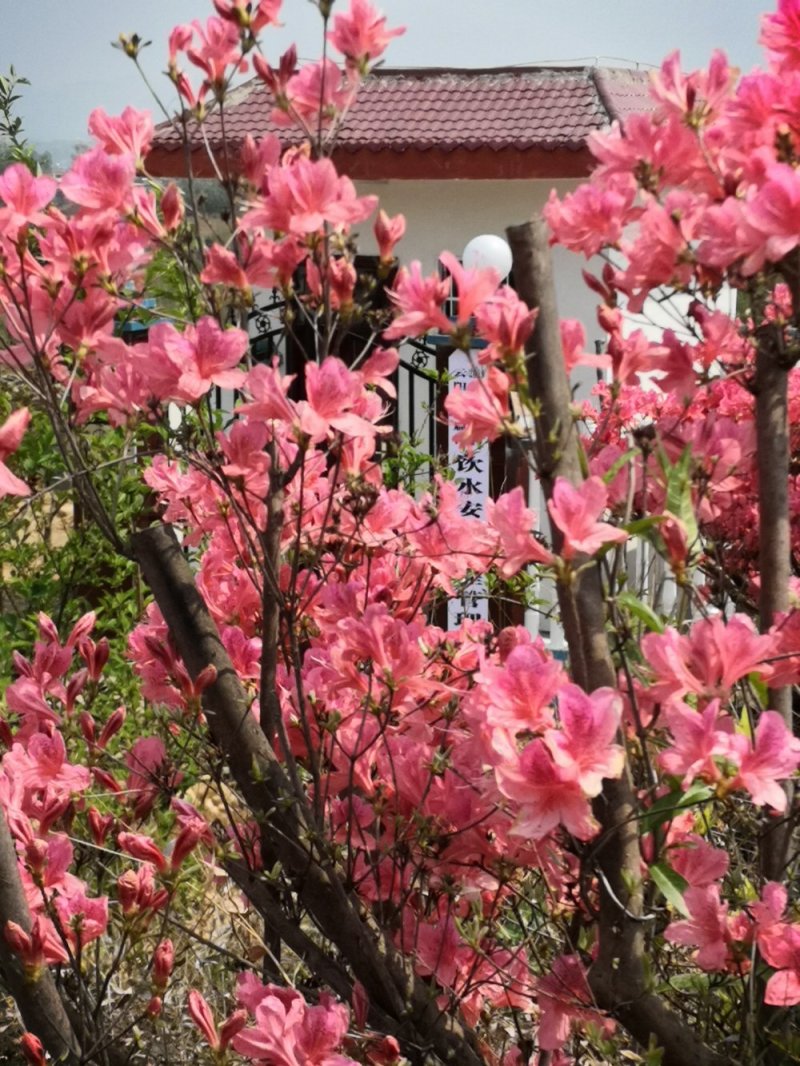 本社杜鹃花，国旗红，紫色等规格齐全，常年供应。