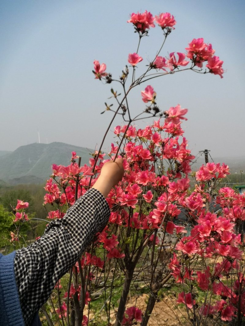 本社杜鹃花，国旗红，紫色等规格齐全，常年供应。
