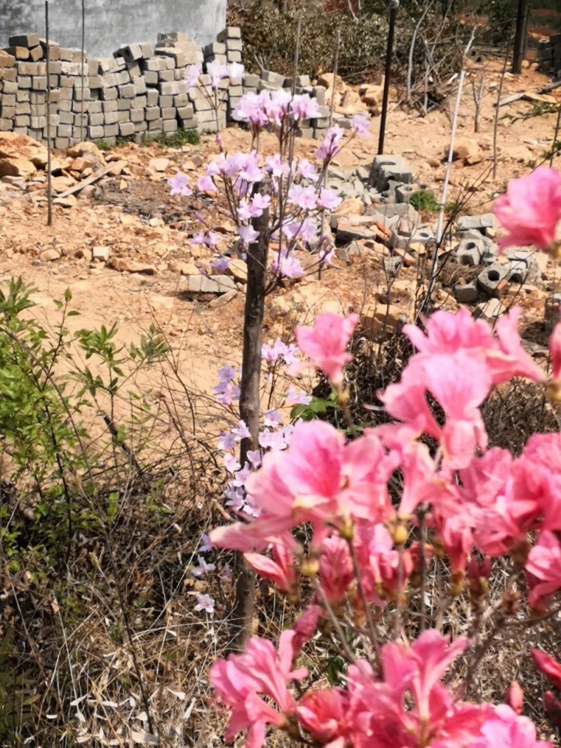本社杜鹃花，国旗红，紫色等规格齐全，常年供应。