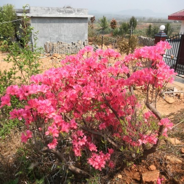 本社杜鹃花，国旗红，紫色等规格齐全，常年供应。