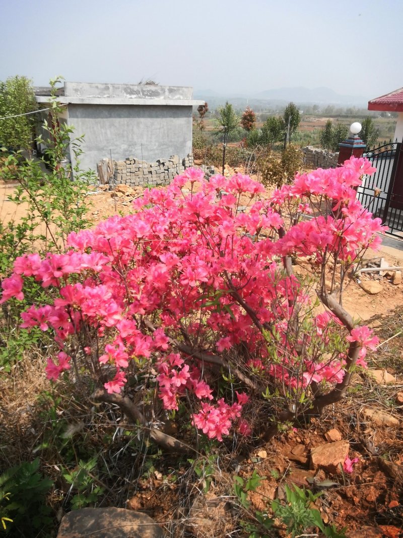 本社杜鹃花，国旗红，紫色等规格齐全，常年供应。