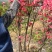 本社杜鹃花，国旗红，紫色等规格齐全，常年供应。