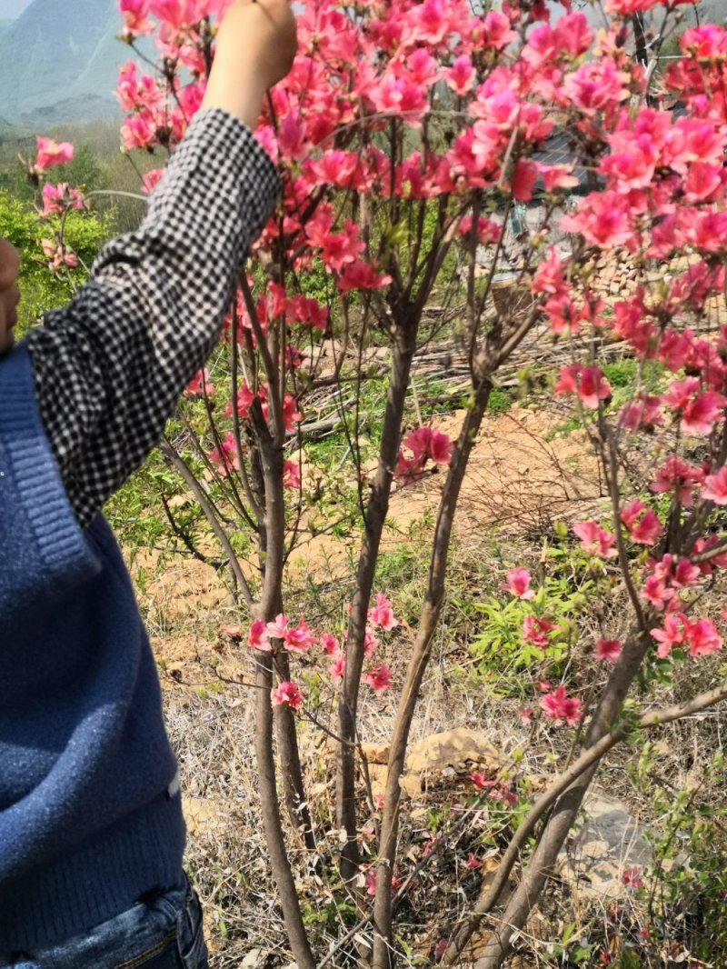 本社杜鹃花，国旗红，紫色等规格齐全，常年供应。