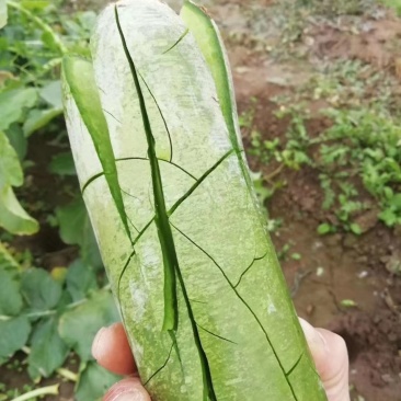 潍县青萝卜,下地开拔,无代办费,人工费用全免!