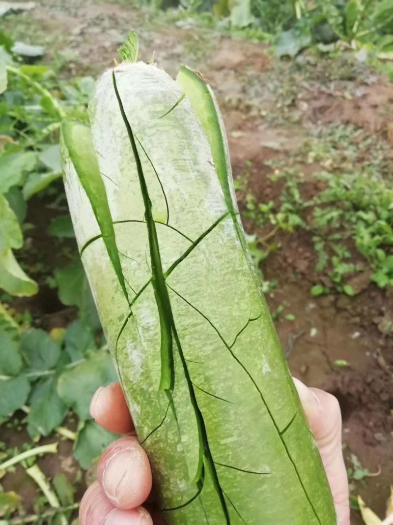 潍县青萝卜，下地开拔，无代办费，人工费用全免！