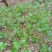 山楂苗原生芽苗高10cm左右现挖现卖质量保证
