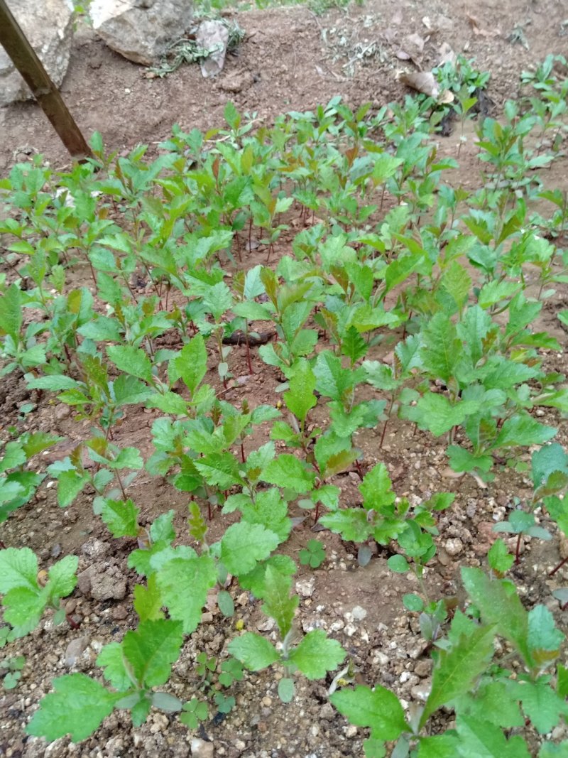山楂苗原生芽苗高10cm左右现挖现卖质量保证
