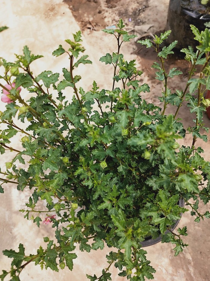 一年四季开花多花小木槿