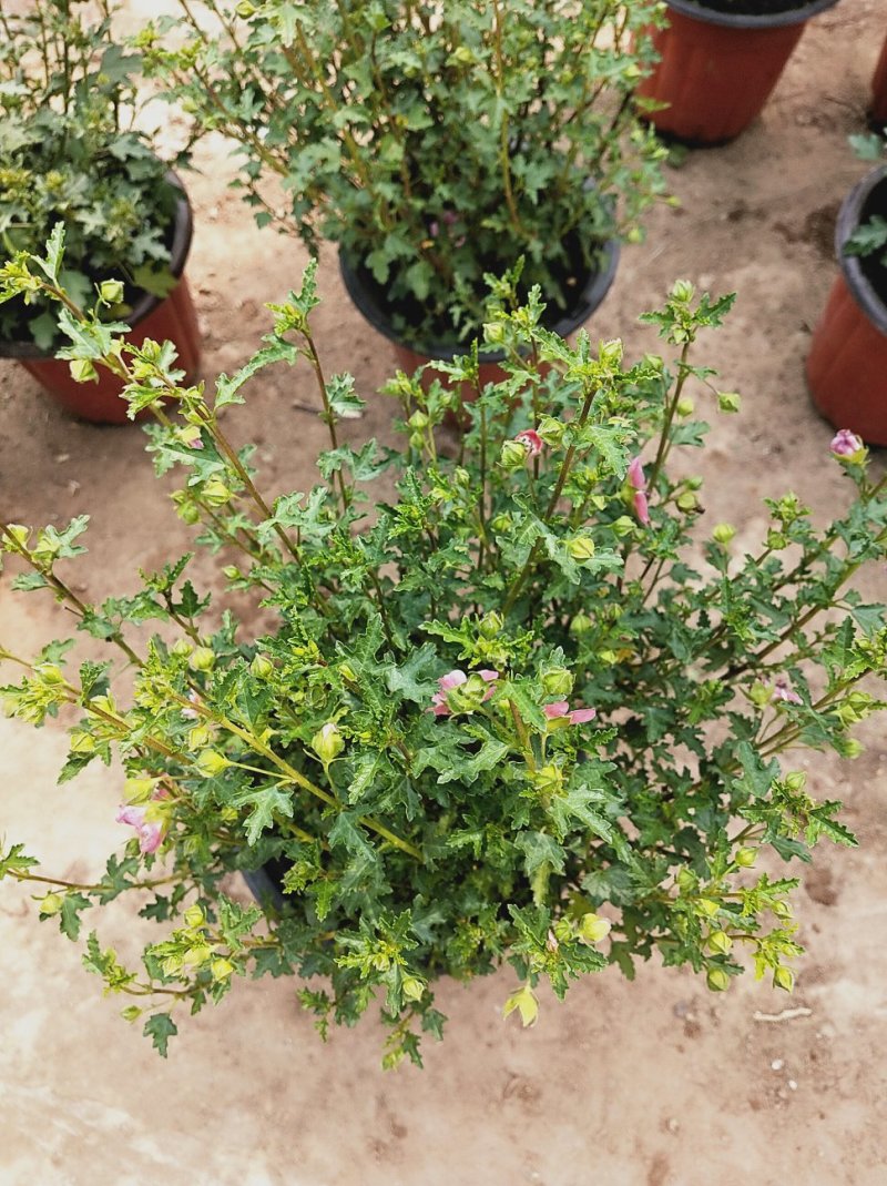 一年四季开花多花小木槿