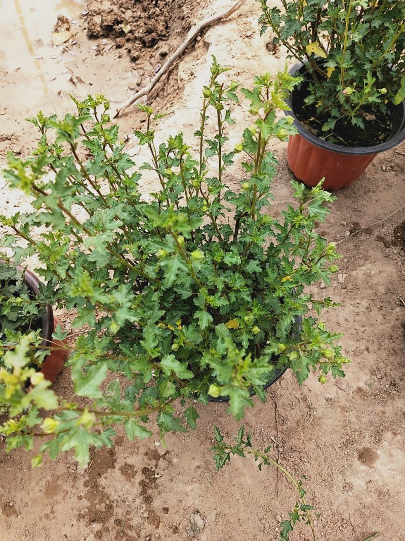 一年四季开花多花小木槿