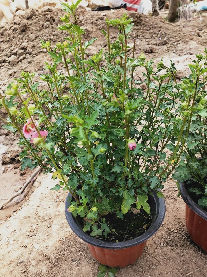 一年四季开花多花小木槿