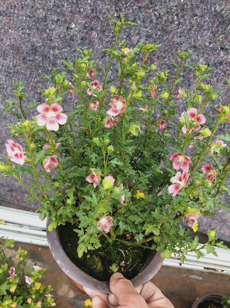 一年四季开花多花小木槿