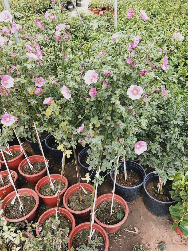 一年四季开花多花小木槿