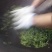 蒙顶山手工甘露