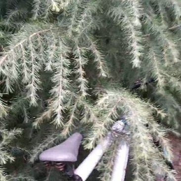 自己家种的雪松，着急出售，树形好，价格低。